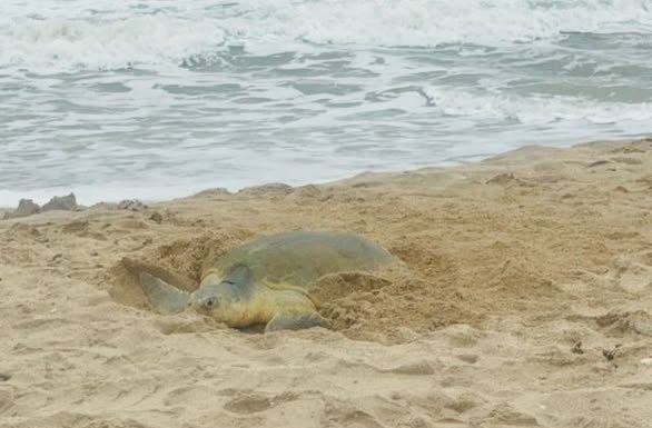 Supera Tamaulipas los 222 mil huevos de tortuga lora protegidos