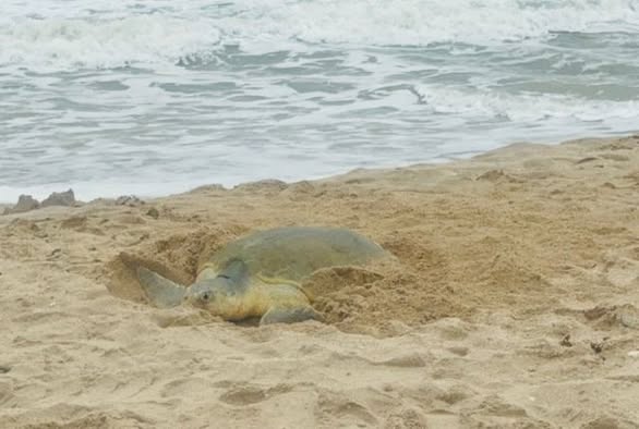 tortugita