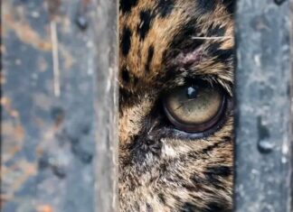Liberan a jaguar rescatado tras recibir atención médica especializada