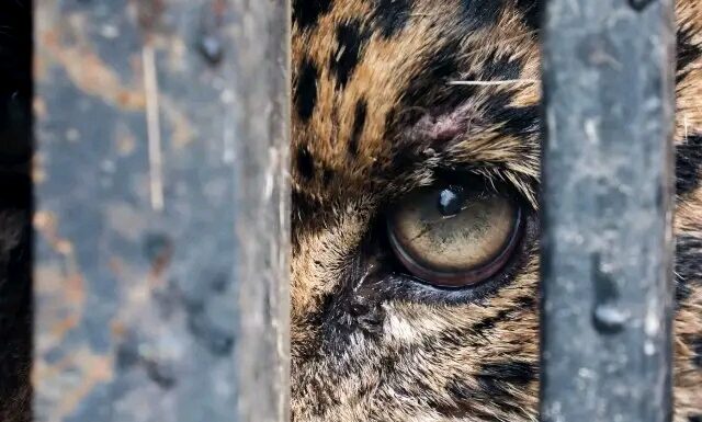 Liberan a jaguar rescatado tras recibir atención médica especializada