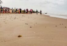 Viven familias la primera liberación pública de tortuga lora en La Pesca