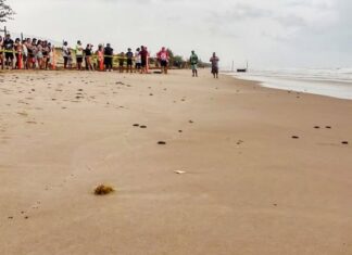 Viven familias la primera liberación pública de tortuga lora en La Pesca