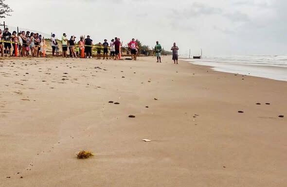 Viven familias la primera liberación pública de tortuga lora en La Pesca