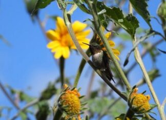 Protege Tamaulipas rutas naturales del colibrí de garganta rubí
