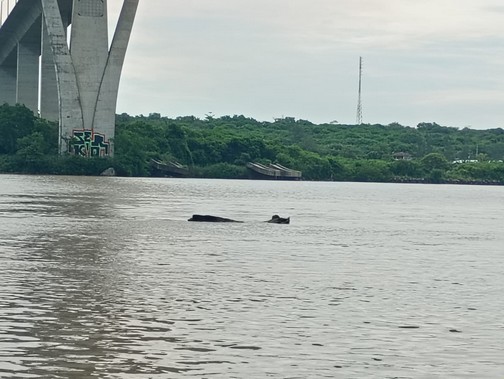 Permanente monitoreo del río Pánuco, cuyo nivel actual es de 3.82 metros